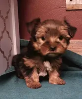 Barbie, a female Yorkshire Terrier for sale in Hamlin, WV – Photo 4 of 4