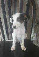 Forge, a male Jack Russell Terrier and Labrador Retriever for sale in Hamlin, WV – 3 of 4