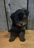 Marky, a male Yorkshire Terrier for sale in Hamlin, WV – 1 of 8