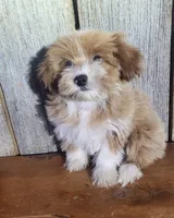 Marvin , a male Morkie for sale in Hamlin, WV – 3 of 5