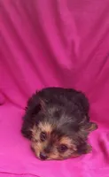 Tilly, a female Yorkshire Terrier for sale in Hamlin, WV – 3 of 3