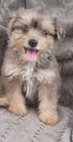 Bluey, a male Yorkshire Terrier for sale in Hamlin, WV – 2 of 7