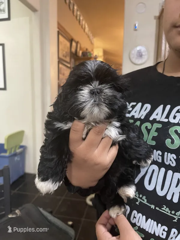 Shih Tzu (Grey) – Shih Tzu puppy for sale in Phoenix, AZ