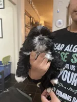 Shih Tzu (Grey), a female Shih Tzu for sale in Phoenix, AZ – 1 of 2