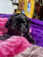 Shih Tzu, a female Shih Tzu for sale in Phoenix, AZ – 10 of 10