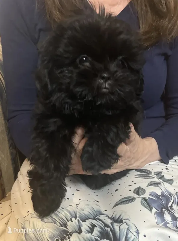 Shih tzu – Shih Tzu puppy for sale in Phoenix, AZ