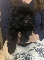 Shih tzu, a female Shih Tzu for sale in Phoenix, AZ – 1 of 3
