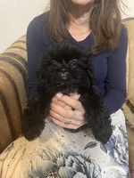 Shih Tzu , a female Shih Tzu for sale in Phoenix, AZ – 3 of 3