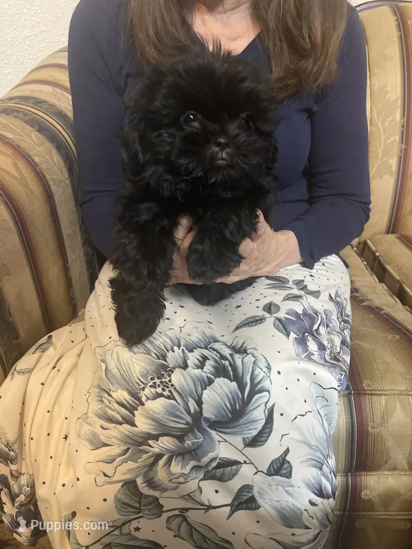 Shih Tzu  – Shih Tzu puppy for sale in Phoenix, AZ