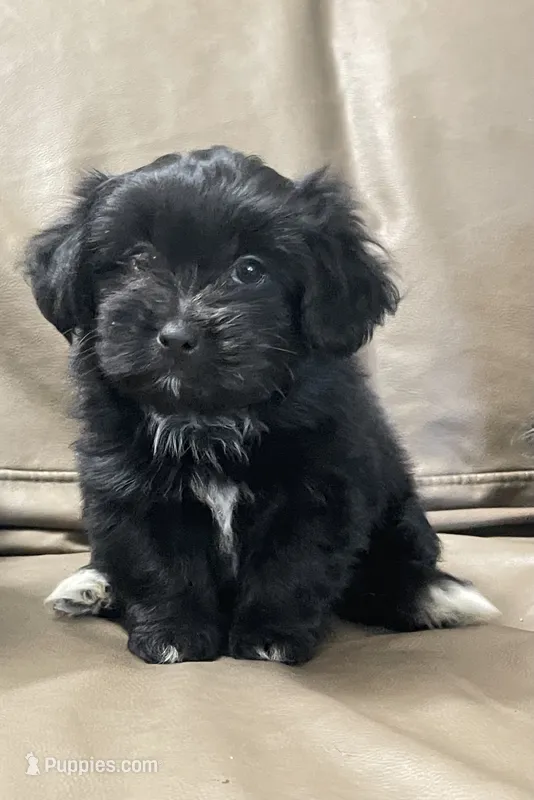 Pikachu/Shih Tzu – Shih Tzu puppy for sale in Phoenix, AZ
