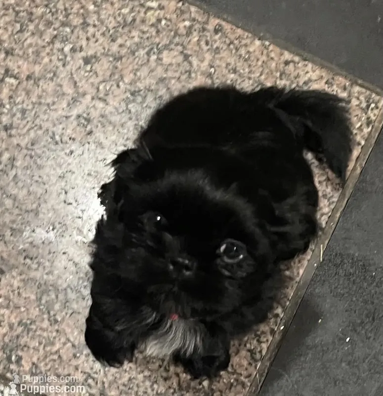Shih Tzu  – Shih Tzu puppy for sale in Phoenix, AZ
