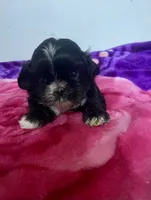 ShihTzu, a female Shih Tzu for sale in Phoenix, AZ – 2 of 4