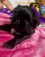 Shih Tzu, a female Shih Tzu for sale in Phoenix, AZ – 1 of 10