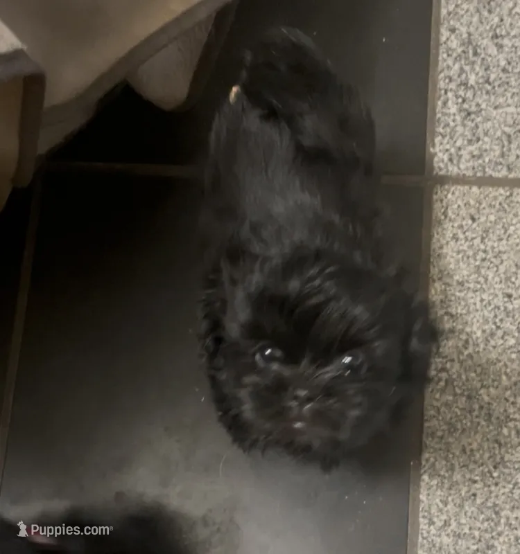Shih Tzu (Green) – Shih Tzu puppy for sale in Phoenix, AZ