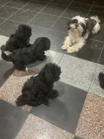 Shih Tzu , a female Shih Tzu for sale in Phoenix, AZ – 2 of 3
