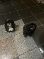 Shih Tzu, a female Shih Tzu for sale in Phoenix, AZ – 3 of 4