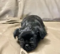 Pikachu/Shih Tzu, a female Shih Tzu for sale in Phoenix, AZ – 4 of 4