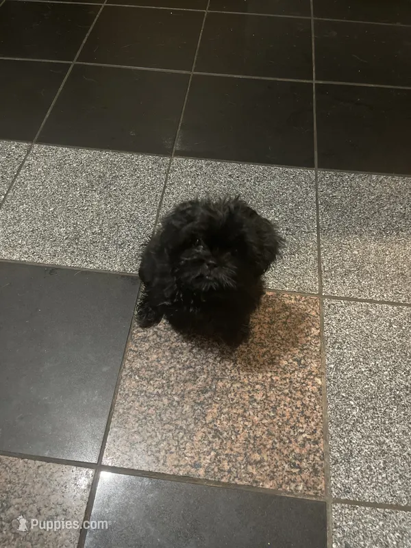 Shih Tzu – Shih Tzu puppy for sale in Phoenix, AZ