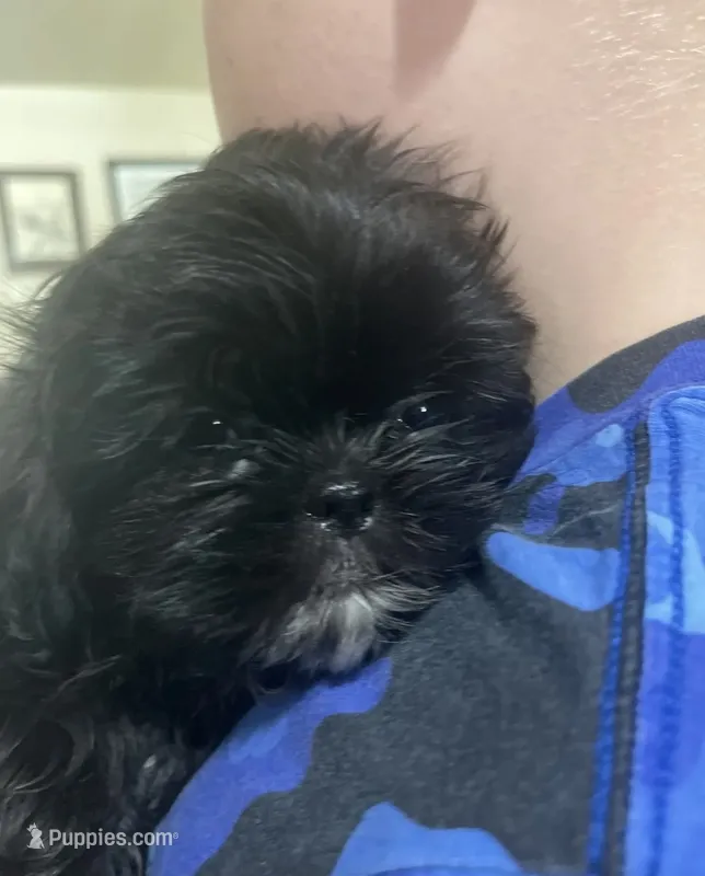Shih Tzu  – Shih Tzu puppy for sale in Phoenix, AZ