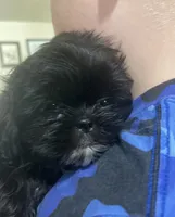 Shih Tzu , a female Shih Tzu for sale in Phoenix, AZ – 1 of 3
