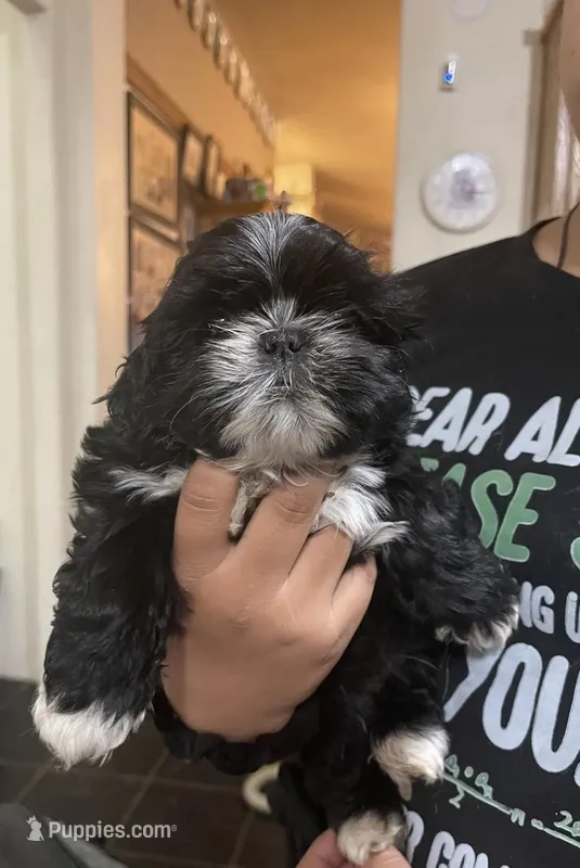 Shih Tzu  – Shih Tzu puppy for sale in Phoenix, AZ
