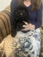 Shih Tzu , a female Shih Tzu for sale in Phoenix, AZ – 2 of 3