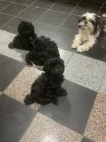 Shih Tzu , a female Shih Tzu for sale in Phoenix, AZ – 3 of 3
