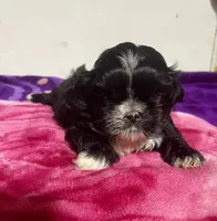 ShihTzu, a female Shih Tzu for sale in Phoenix, AZ – 4 of 4