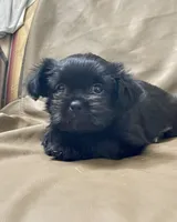 Pikachu/Shih Tzu, a female Shih Tzu for sale in Phoenix, AZ – 2 of 4