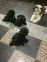Shih Tzu , a female Shih Tzu for sale in Phoenix, AZ – 3 of 3