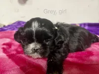 ShihTzu, a female Shih Tzu for sale in Phoenix, AZ – 1 of 4
