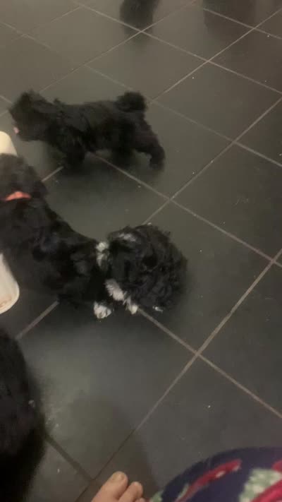 Shih Tzu (Grey), a female Shih Tzu for sale in Phoenix, AZ – 3 of 3