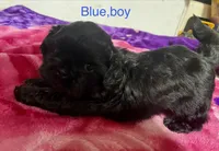 Shih Tzu, a female Shih Tzu for sale in Phoenix, AZ – 7 of 10