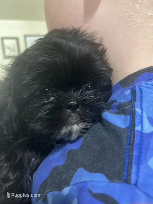 Shih Tzu – Shih Tzu puppy for sale in Phoenix, AZ