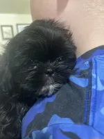 Shih Tzu, a female Shih Tzu for sale in Phoenix, AZ – 1 of 1