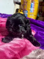 Shih Tzu, a female Shih Tzu for sale in Phoenix, AZ – 8 of 10