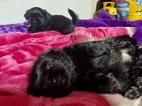 Shih Tzu, a female Shih Tzu for sale in Phoenix, AZ – 4 of 10