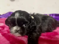 ShihTzu, a female Shih Tzu for sale in Phoenix, AZ – 3 of 4