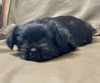 Pikachu/Shih Tzu, a female Shih Tzu for sale in Phoenix, AZ – 3 of 4