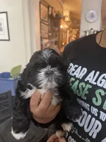 Shih Tzu (Grey), a female Shih Tzu for sale in Phoenix, AZ – 2 of 2