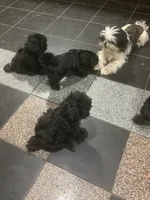 Shih Tzu , a female Shih Tzu for sale in Phoenix, AZ – 3 of 3