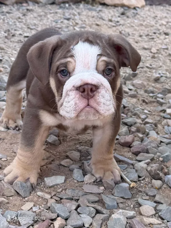 English Bulldog Puppy Chocolate Male #2 – English Bulldog puppy for sale in Florence, AZ