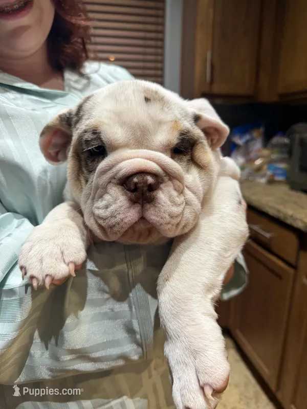 English Bulldog Puppy Chocolate Merle – English Bulldog puppy for sale in Florence, AZ