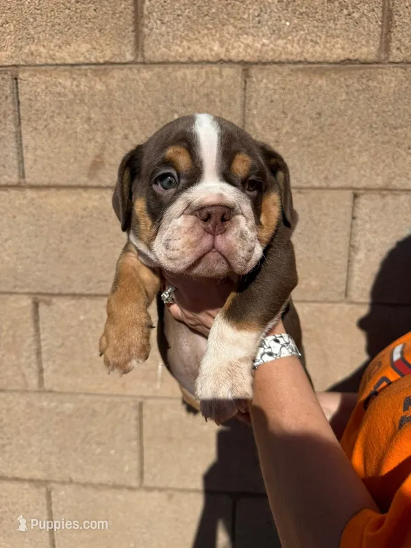 English Bulldog Male Chocolate  – English Bulldog puppy for sale in Florence, AZ