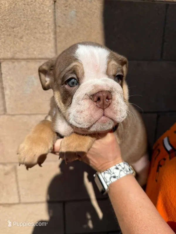 English Bulldog Puppy Chocolate Male #2 – English Bulldog puppy for sale in Florence, AZ