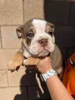 English Bulldog Puppy Chocolate Male #2, a female English Bulldog for sale in Florence, AZ – 1 of 1