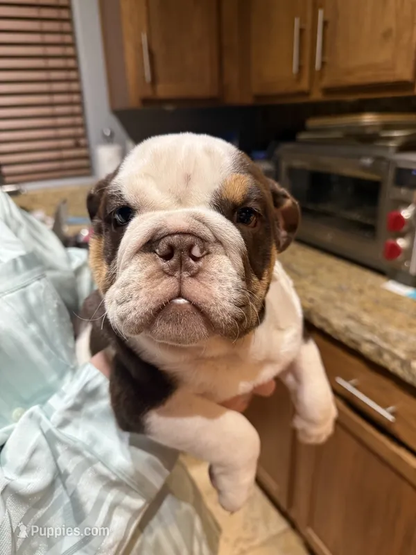 English Bulldog Puppy Female – English Bulldog puppy for sale in Florence, AZ