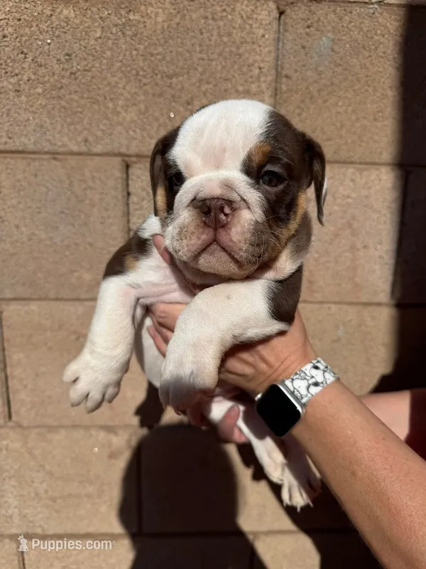 English Bulldog Puppy Female – English Bulldog puppy for sale in Florence, AZ