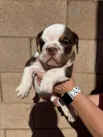 English Bulldog Puppy Female, a female English Bulldog for sale in Florence, AZ – 1 of 1