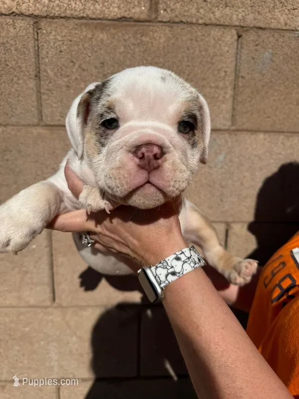 English Bulldog Puppy Merel – English Bulldog puppy for sale in Florence, AZ